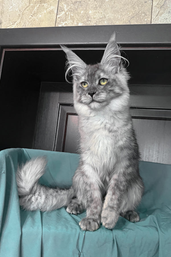 Virginia | Maine Coon Kitten