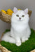 Vito | British Longhair Kitten
