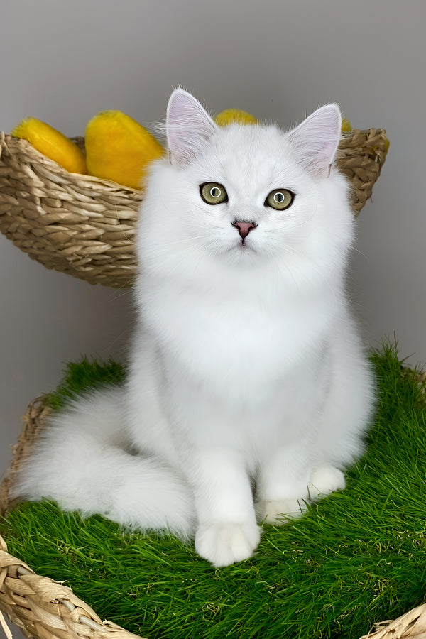 Fluffy white british longhair kitten with green eyes and pink nose sitting in woven basket on artificial grass health guarantee