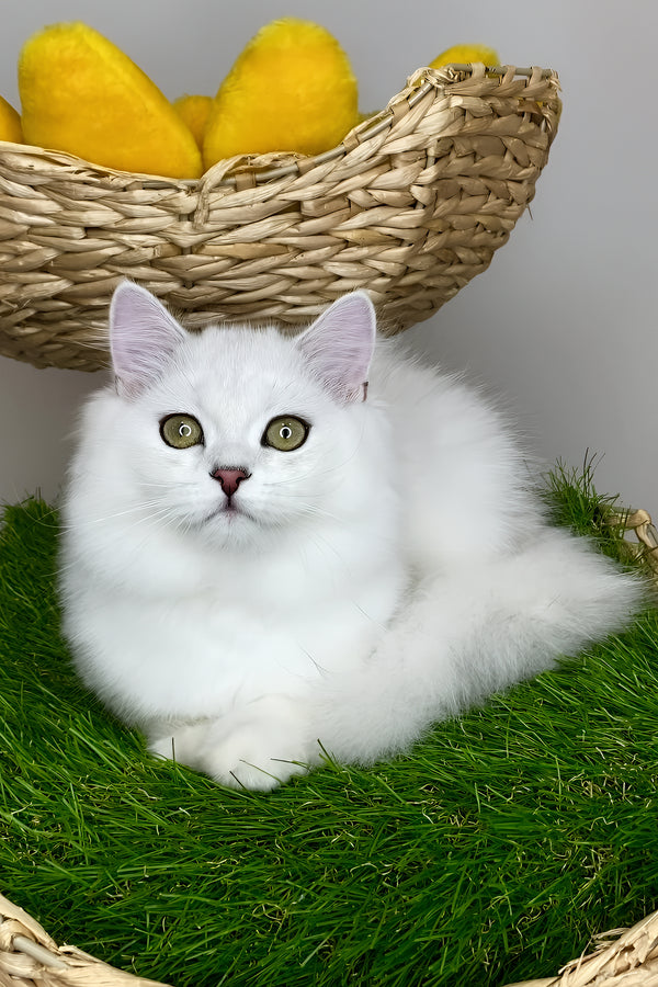 Fluffy white british longhair kitten vito with green eyes and pink nose sitting on artificial grass health guarantee