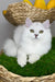 Vito | British Longhair Kitten