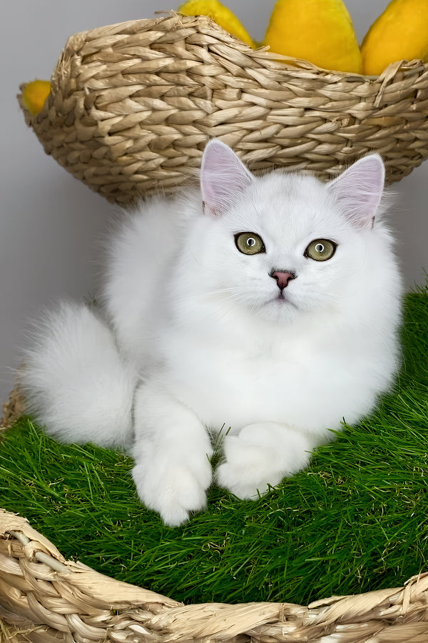 Fluffy white british longhair kitten vito with striking green eyes and soft long-haired coat health guarantee included