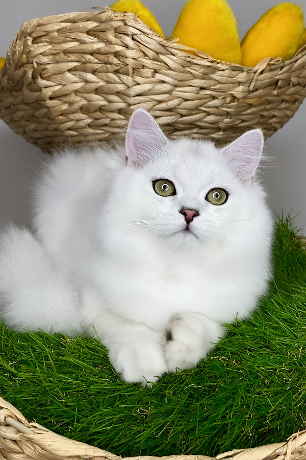 Vito british longhair kitten with fluffy white fur green eyes and pink nose resting on artificial grass health guarantee