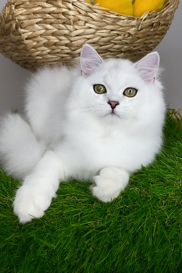 Fluffy white british longhair kitten vito with striking green eyes and health guarantee perfect for pet lovers