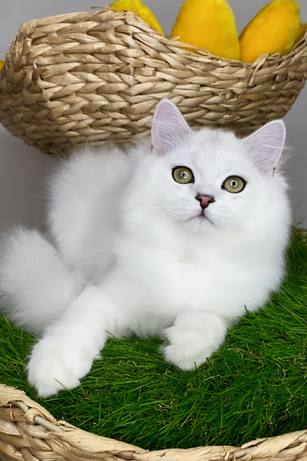 Fluffy white british longhair kitten with green eyes and soft long hair health guarantee and black silver shaded coat