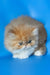 Ferrari | Persian Kitten