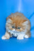 Ferrari | Persian Kitten