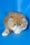 Ferrari | Persian Kitten