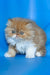 Ferrari | Persian Kitten