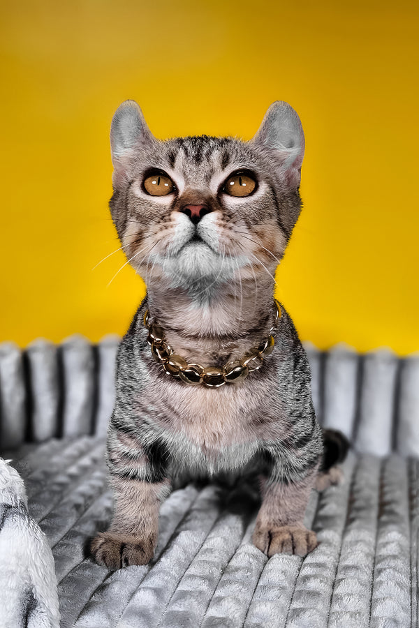 Vivian | Kinkalow Kitten