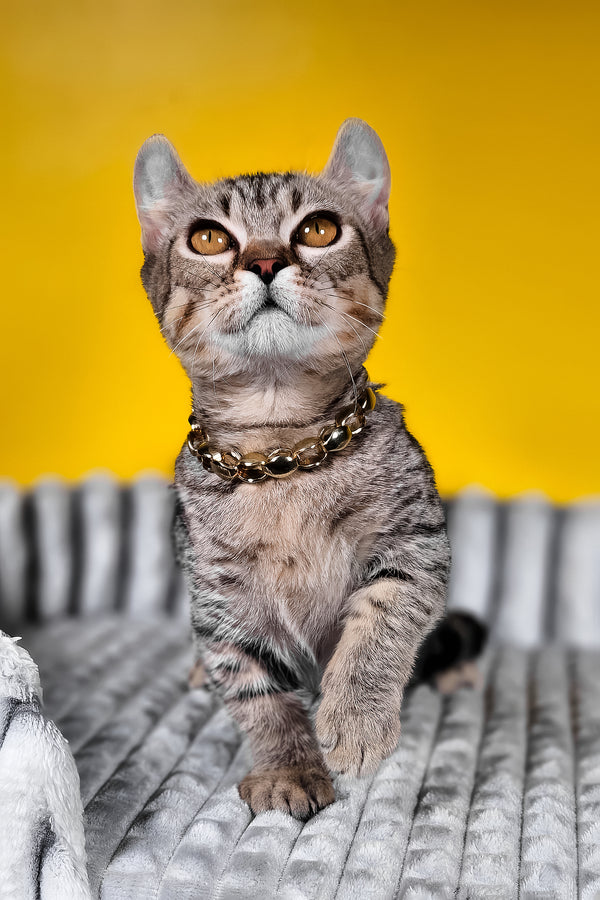 Vivian | Kinkalow Kitten