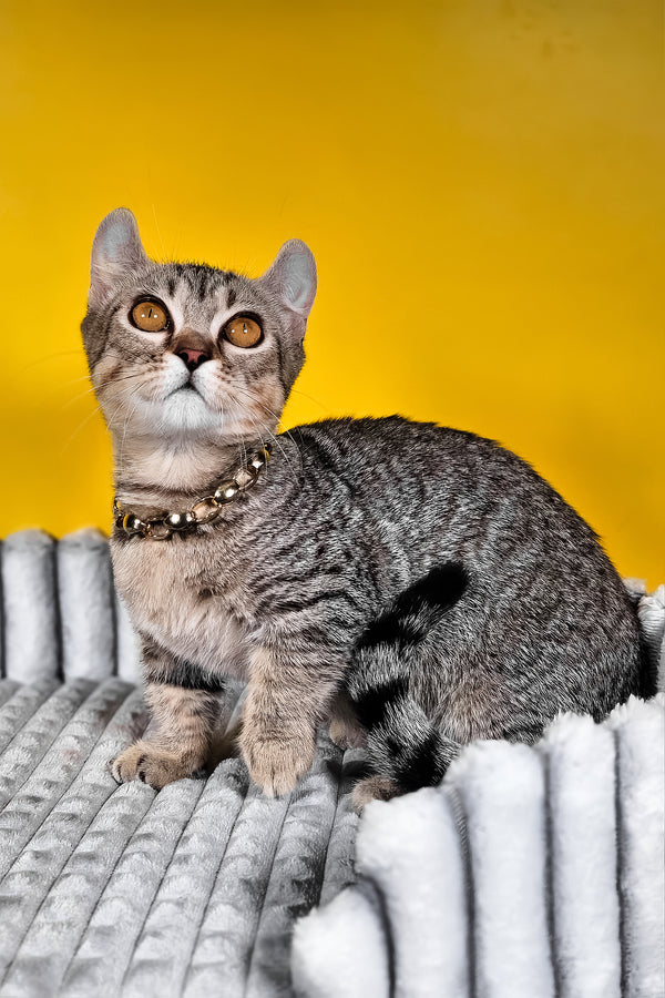Vivian | Kinkalow Kitten