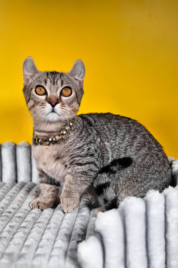 Vivian | Kinkalow Kitten