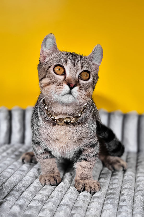 Vivian | Kinkalow Kitten