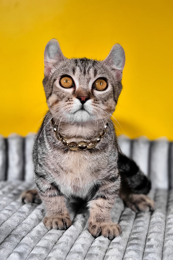 Vivian | Kinkalow Kitten