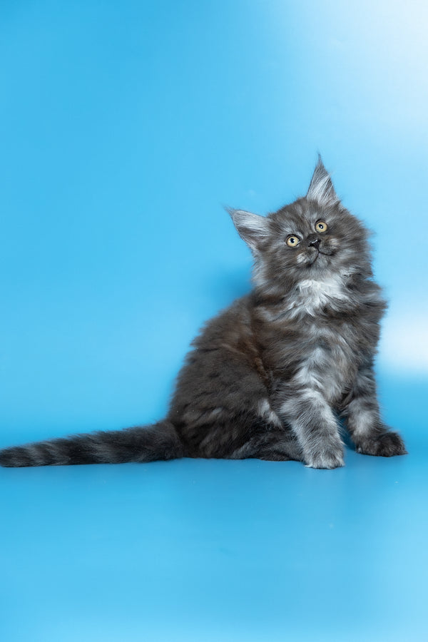 Vortex | Maine Coon Kitten