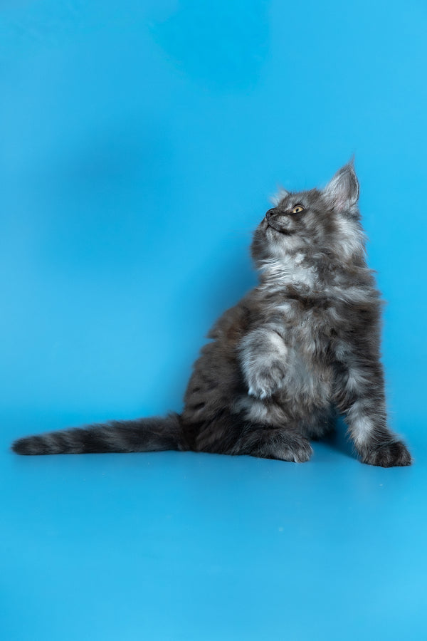 Vortex | Maine Coon Kitten