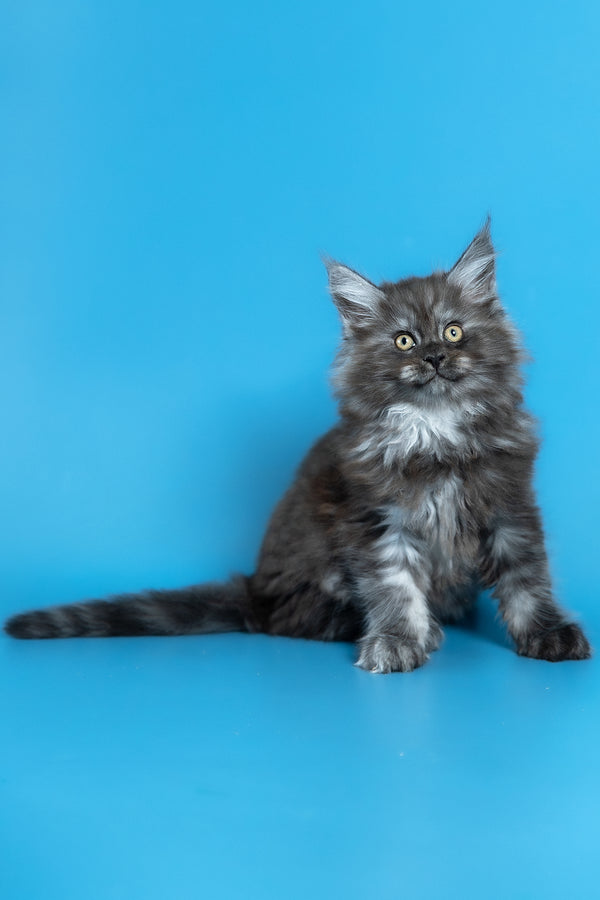 Vortex | Maine Coon Kitten