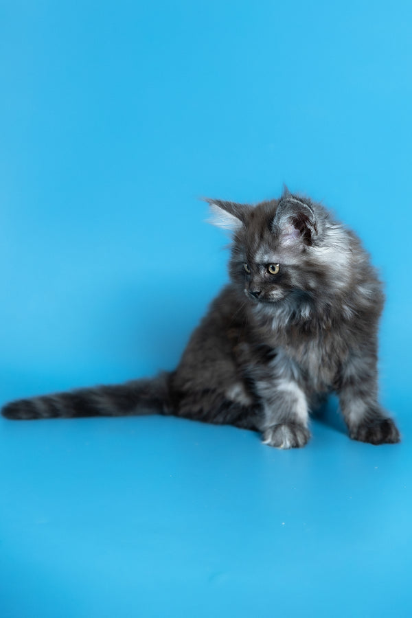 Vortex | Maine Coon Kitten