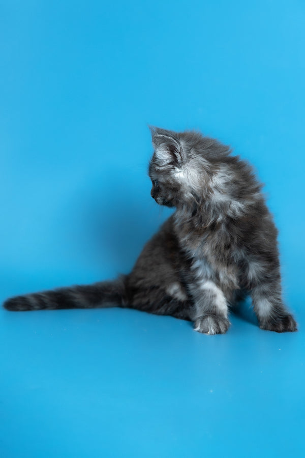 Vortex | Maine Coon Kitten