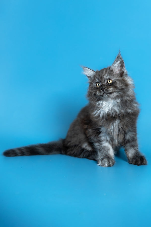 Vortex | Maine Coon Kitten