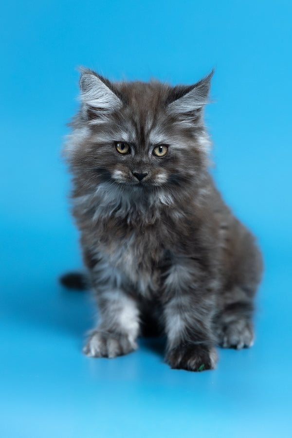 Vortex | Maine Coon Kitten