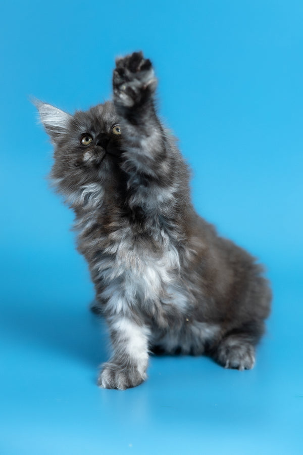 Vortex | Maine Coon Kitten
