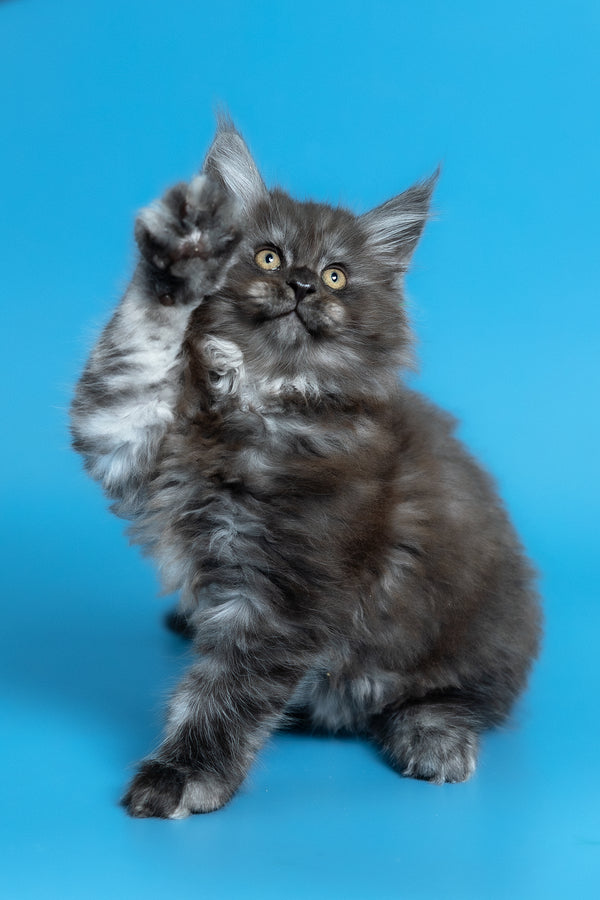 Vortex | Maine Coon Kitten