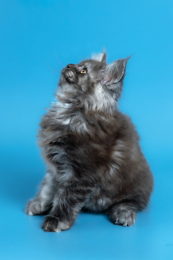 Vortex | Maine Coon Kitten