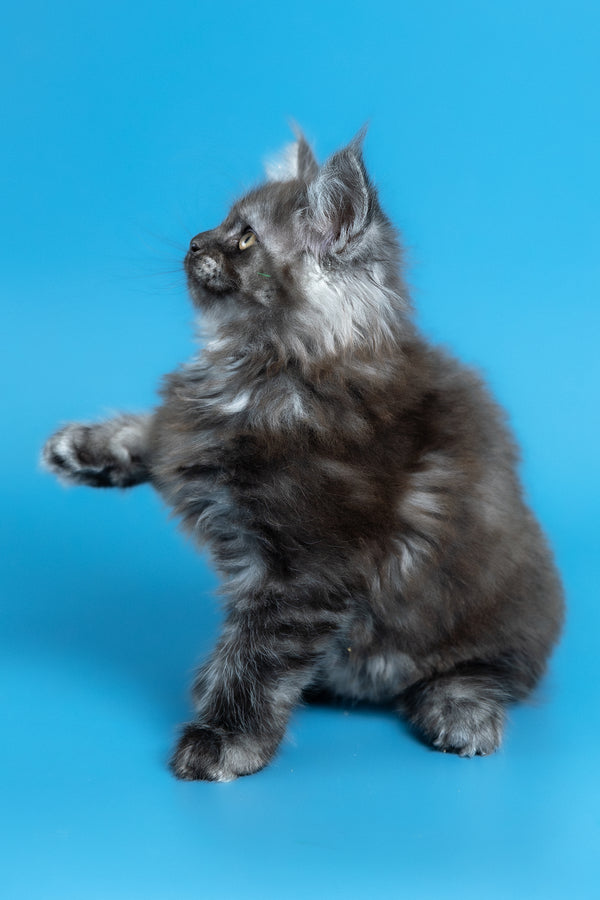 Vortex | Maine Coon Kitten