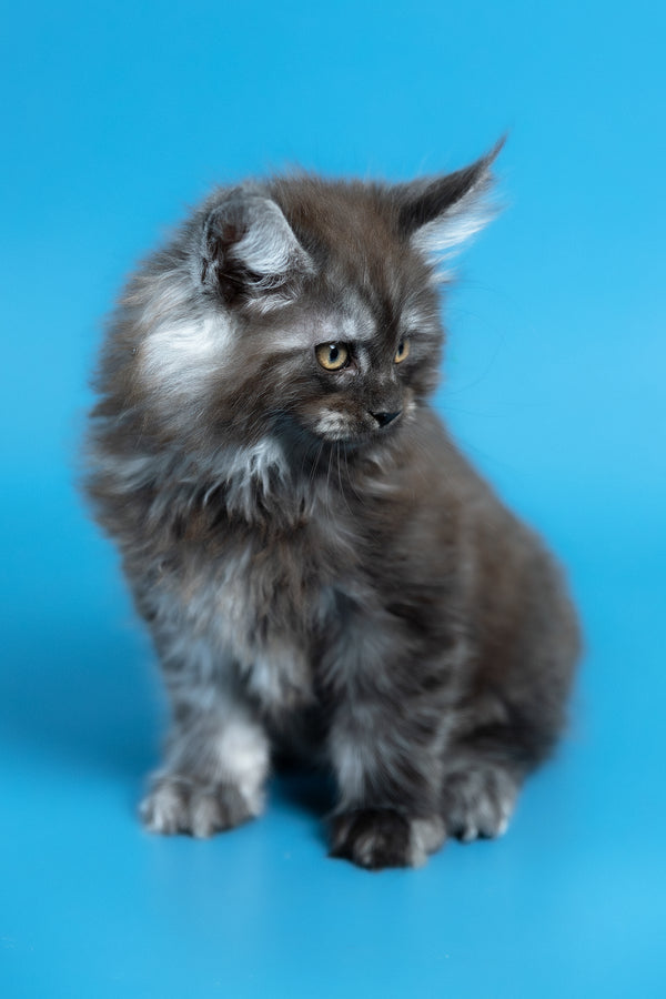 Vortex | Maine Coon Kitten