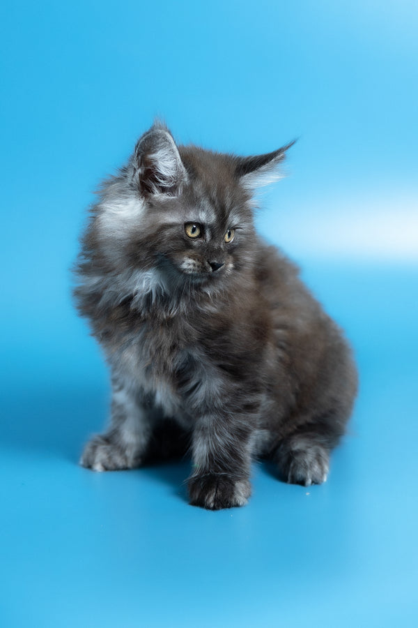 Vortex | Maine Coon Kitten
