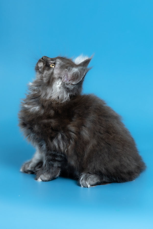 Vortex | Maine Coon Kitten