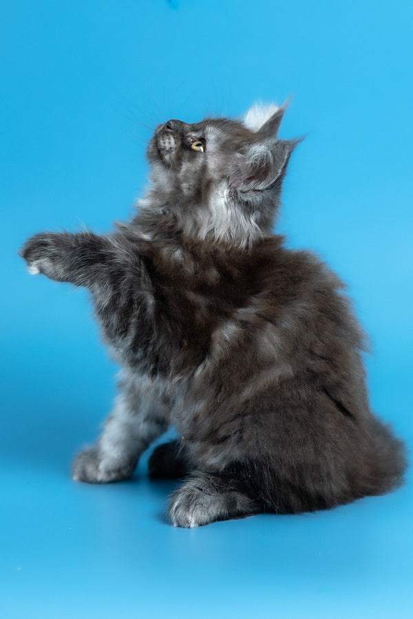 Vortex | Maine Coon Kitten