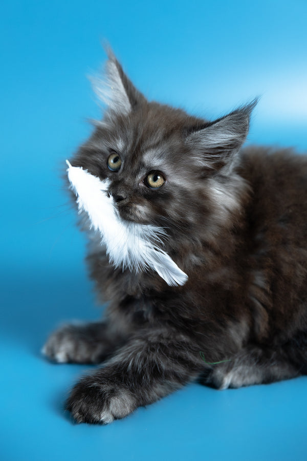 Vortex | Maine Coon Kitten