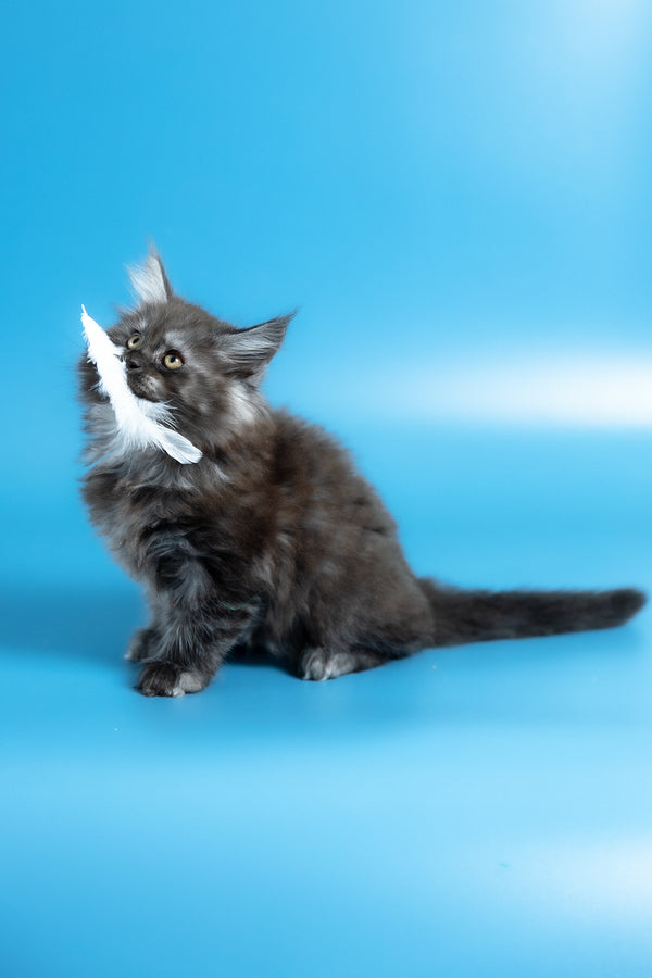 Vortex | Maine Coon Kitten
