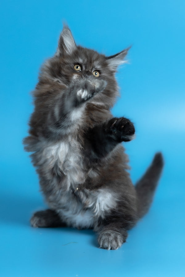 Vortex | Maine Coon Kitten