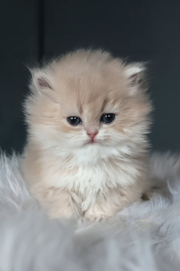 Blossom | British Longhair Kitten