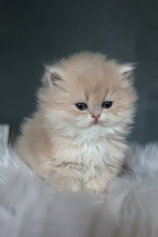 Blossom | British Longhair Kitten