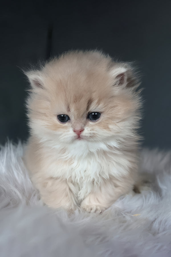 Blossom | British Longhair Kitten