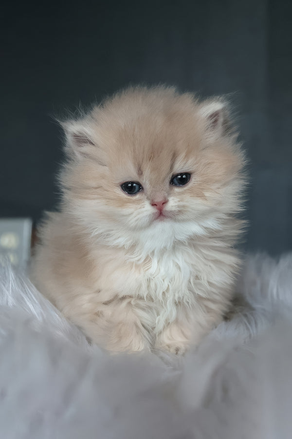 Blossom | British Longhair Kitten