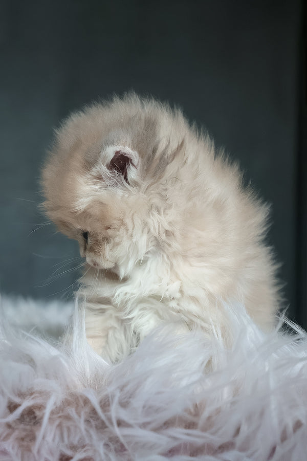 Blossom | British Longhair Kitten