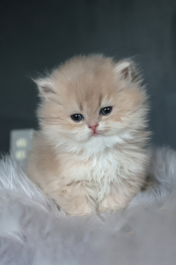 Blossom | British Longhair Kitten