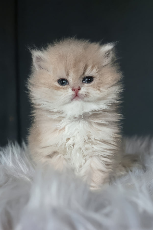 Blossom | British Longhair Kitten