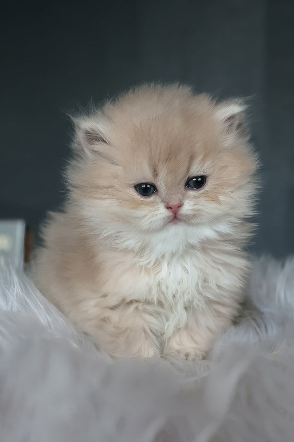 Blossom | British Longhair Kitten