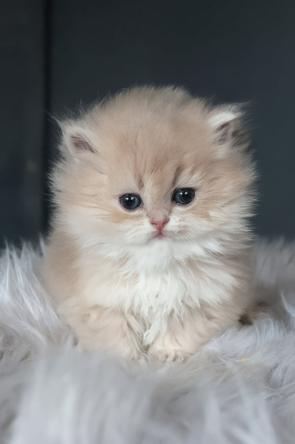 Blossom | British Longhair Kitten