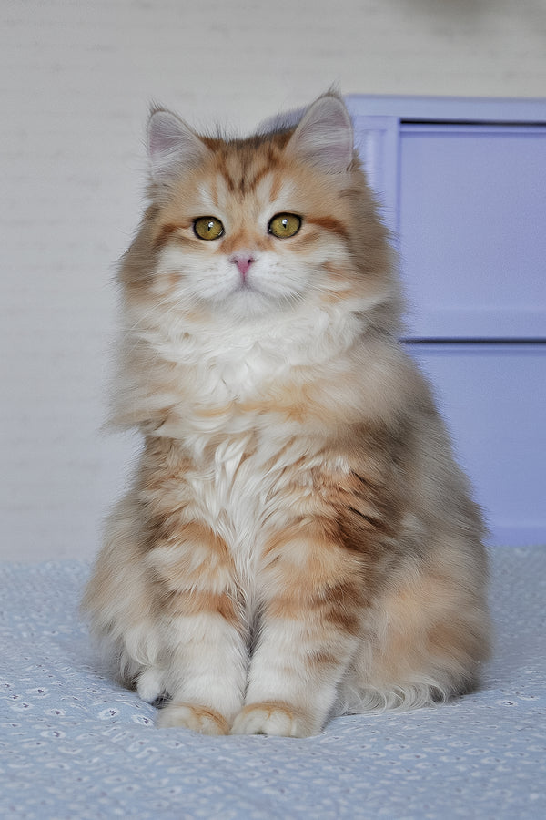 Wanessa | Siberian Kitten