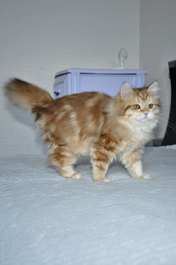 Wanessa | Siberian Kitten