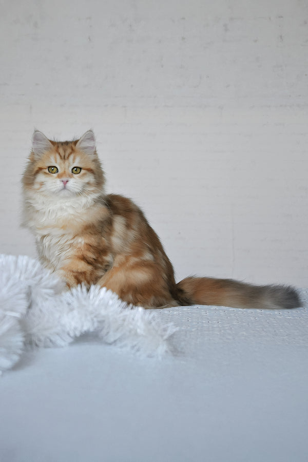 Wanessa | Siberian Kitten