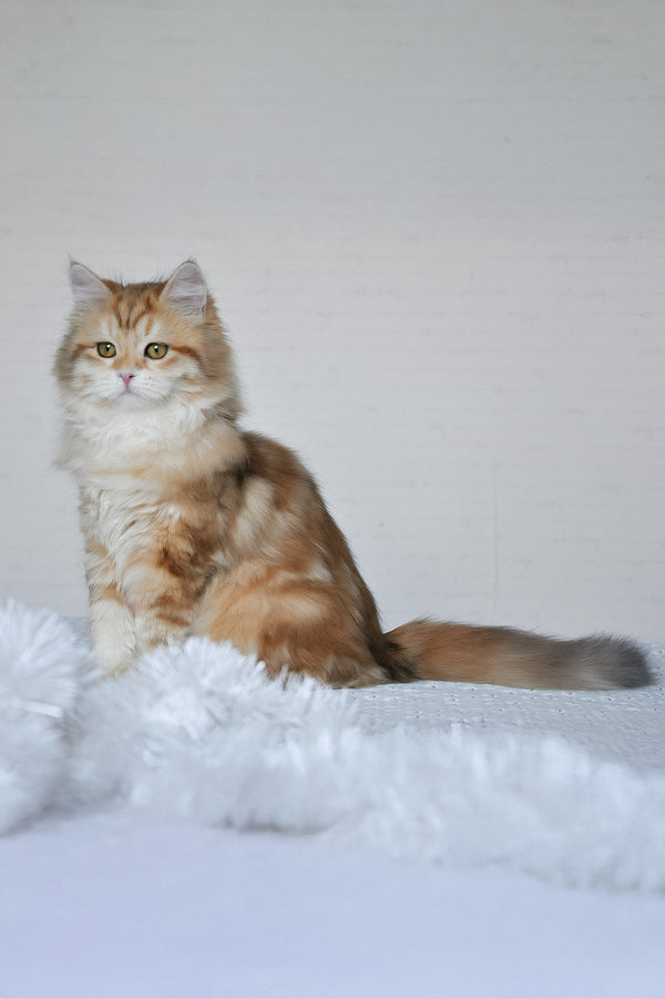 Wanessa | Siberian Kitten